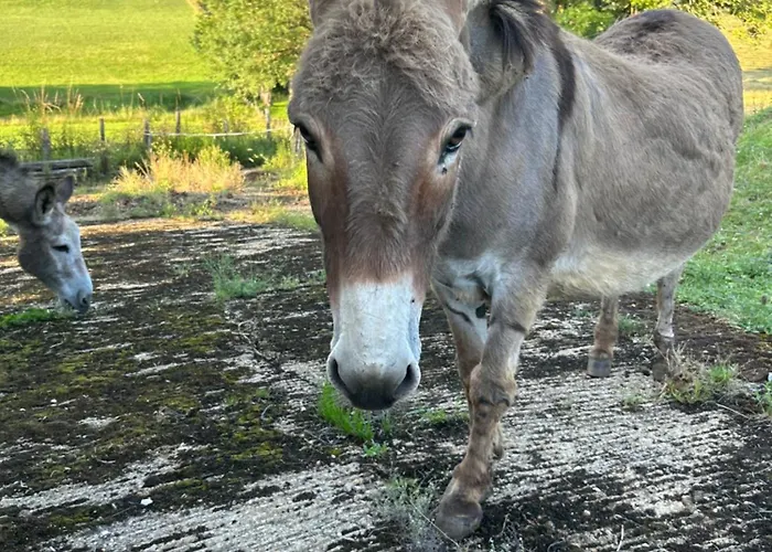 Bed & Breakfast Demeure Du Vallon - D'hotes De Charme 3*